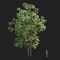 Tall Tree With Lush Green Foliage And Trunk Next To Silhouette Figure