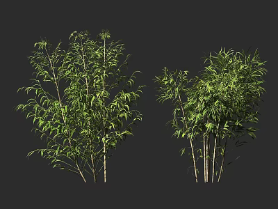 Lush Green Bamboo Plants With Clustered Stems And Vibrant Leaves 3d model