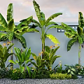 Banana Trees With Large Leaves Gray Wall Lattice Design Small Green Plants Yellow Flowers Pebble Ground