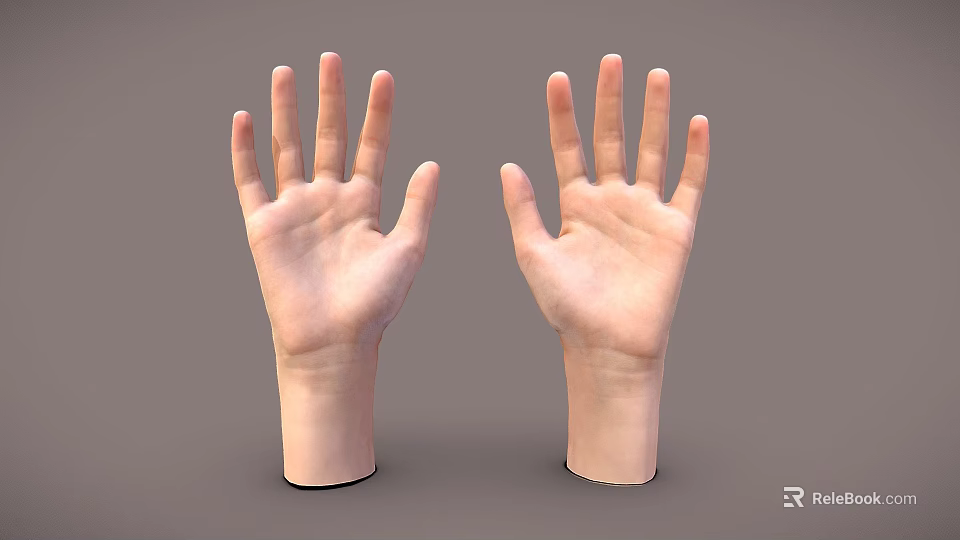 Two Realistic Human Hands with Palms Up Displayed on Gray Background 3d model