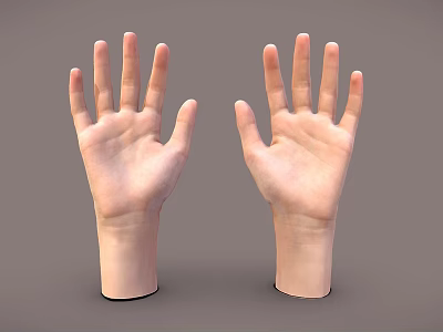 Two Realistic Human Hands with Palms Up Displayed on Gray Background 3d model