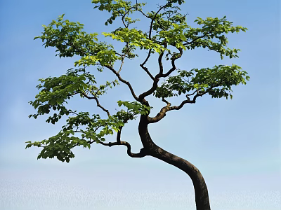 Lush Arbor Featuring Curved Trunk And Green Foliage Against Blue Sky And Distant Water 3d model