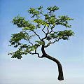 Lush Arbor Featuring Curved Trunk And Green Foliage Against Blue Sky And Distant Water