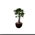 Two Lush Green Bonsai Plants in Coconut Shell Pots with Braided Trunks