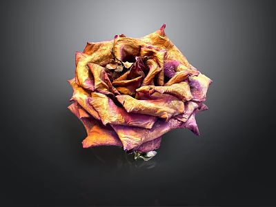 Dried Rose with Orange and Purple Hues on Black Background with Reflection 3d model