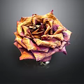 Dried Rose with Orange and Purple Hues on Black Background with Reflection