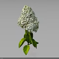 Beautiful White Hydrangea Plant with Lush Green Leaves Against Gray Background