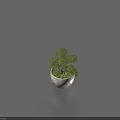 Lush Bonsai Potted Plant With Green Foliage And Moss Covered Soil In White Ceramic Pot