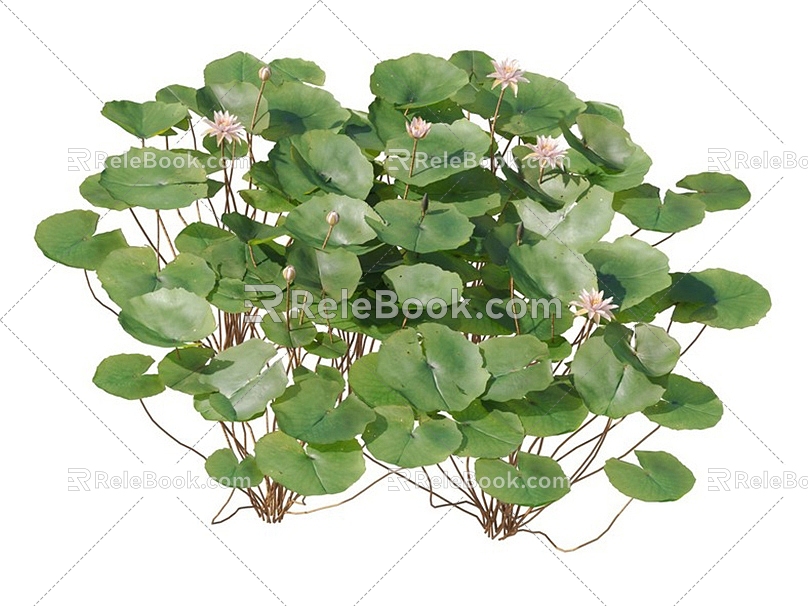 lotus water lily flower white water lily lotus water lotus lotus lotus lotus flower lotus lotus flower lotus flower water cheese floating plants aquatic plants algae aquatic plants 3d model