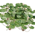 lotus water lily flower white water lily lotus water lotus lotus lotus lotus flower lotus lotus flower lotus flower water cheese floating plants aquatic plants algae aquatic plants 3d model