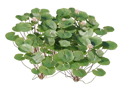 Lush Aquatic Plants With Green Leaves And White Flowers For Water Gardens 3d model