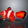 Vibrant Red and White Clownfish with Black Edged Fins on Dark Background Showing Reflection