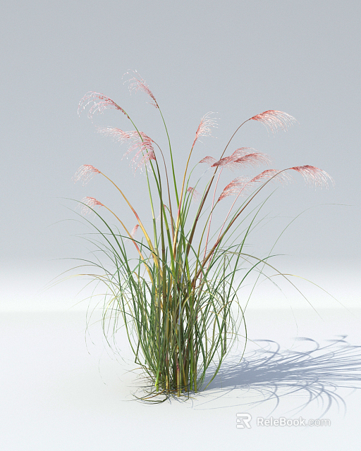 Graceful Ornamental Grass with Pink Plumes and Lush Green Foliage in Natural Growth 3d model 