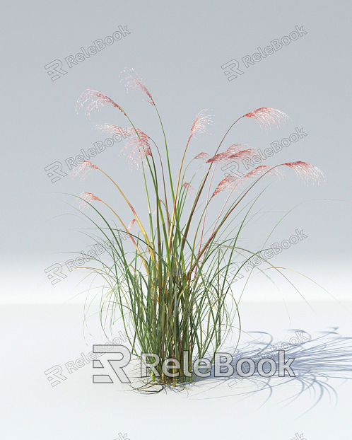 modern reed plants flowers and plants model