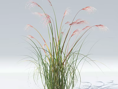 Graceful Ornamental Grass with Pink Plumes and Lush Green Foliage in Natural Growth 3d model