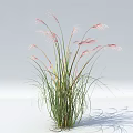 Graceful Ornamental Grass with Pink Plumes and Lush Green Foliage in Natural Growth