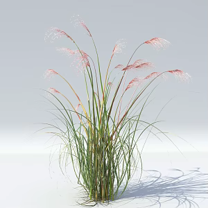 modern reed plants flowers and plants 3d model