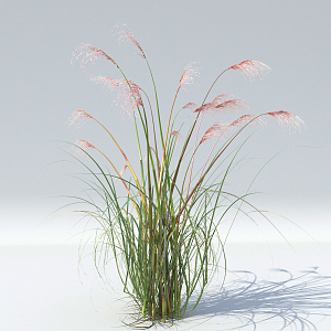 modern reed plants flowers and plants 3d model