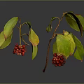 Plant Branches With Red Berries And Green Yellow Leaves On Gray Background