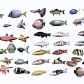 Various Colorful Aquatic Animals Featuring Different Fish Species And Varieties