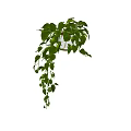 Lush Green Hanging Potted Plant With Trailing Vines And White Ceramic Pot