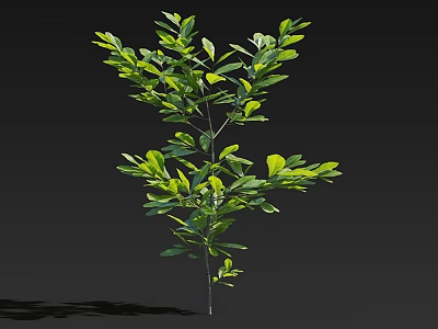 Lush Single Tree with Vibrant Green Leaves and Dense Natural Branches 3d model