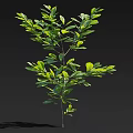 Lush Single Tree with Vibrant Green Leaves and Dense Natural Branches