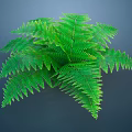 Lush Green Fern Plant With Feathery Fronds On Dark Background