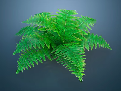 Lush Green Fern Plant With Feathery Fronds On Dark Background 3d model