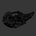 Detailed Animal Skull Skeleton With Natural Bone Texture And Hollow Eye Sockets