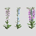 Colorful Foxglove Plants With Pink Blue Purple Flowers And Green Leaves On White Background