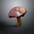 Fresh Brown Wild Mushroom With Textured Cap And Firm Stem For Cooking