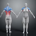 Human Limb Muscle Anatomy Model Front And Back View With Colored Markings 3d model