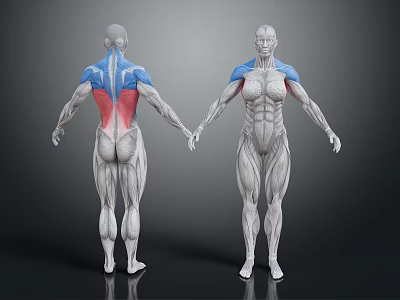 Human Limb Muscle Anatomy Model Front And Back View With Colored Markings 3d model