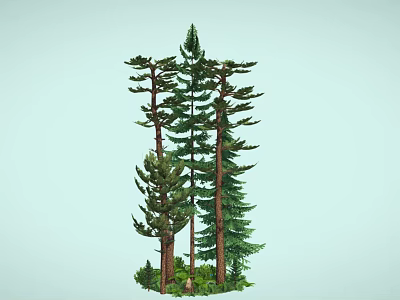 Tall Evergreen Trees In Natural Forest Scene With Lush Green Foliage 3d model
