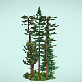 Tall Evergreen Trees In Natural Forest Scene With Lush Green Foliage