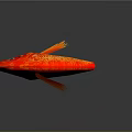 Red and Orange Goldfish with Yellow Fins and Tail on Gray Background and Clear Reflection