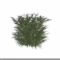 Natural Decorative Ornament Set With Pyracantha Coccinea Green Leaves And Red Berries