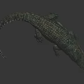 Realistic Blue Green Crocodile With Scaly Texture Lying On Dark Surface With Reflection 3d model
