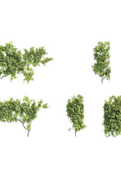 Decorative Green Leaf Vines With Various Natural Styles And Flexible Branches 3d model