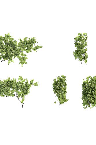 Modern Vine Man Climbing Vine Wall Plant 3d model