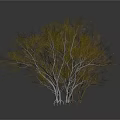 Two Simple Leafless Trees With White Background And Clear Reflections