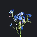 Small Blue Flowers with Multiple Petals and Buds on Black Background 3d model