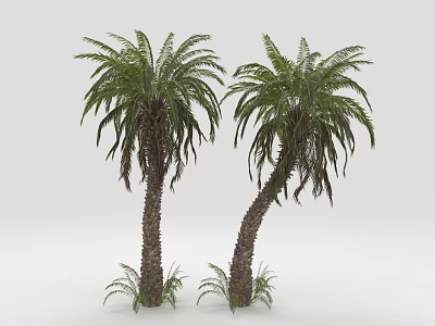 Two Tall Palm Trees With Lush Green Leaves And Textured Trunks 3d model