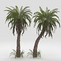 Two Tall Palm Trees With Lush Green Leaves And Textured Trunks