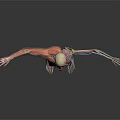 Human Anatomy 3D Model Showing Muscular Skeletal And Internal Organs Structure 3d model