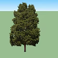 Two Green Arbor Trees With Thick Trunks And Lush Dense Canopies