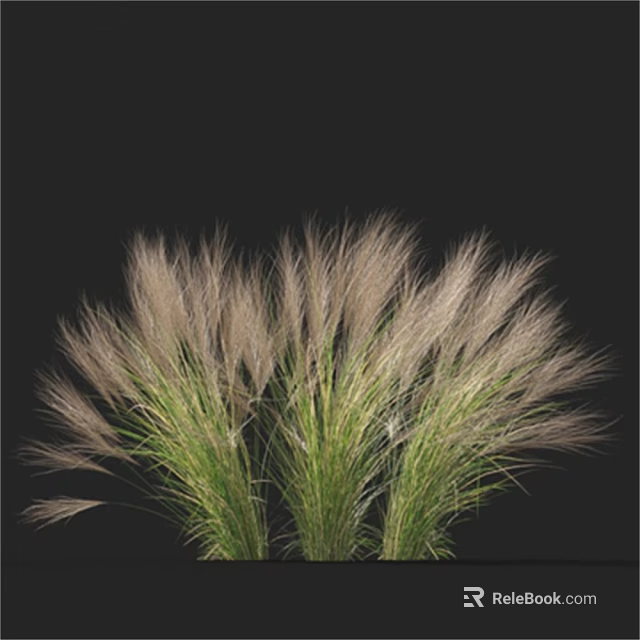 Ornamental Grasses with Feathery Plumes and Green Leaves on Black Background 3d model 
