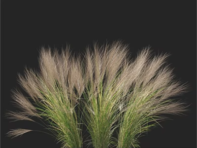 Ornamental Grasses with Feathery Plumes and Green Leaves on Black Background 3d model