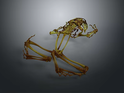 Dynamic Frog Skeleton in Leaping Pose with Detailed Structure against Dark Background 3d model
